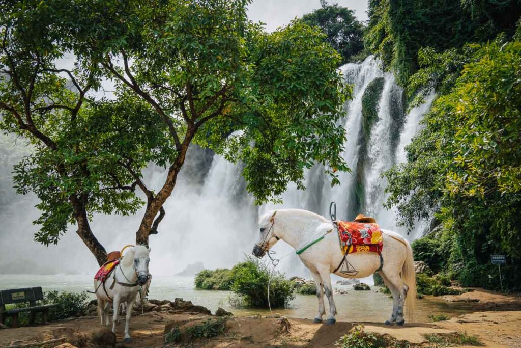 the horses at ban gioc waterfall