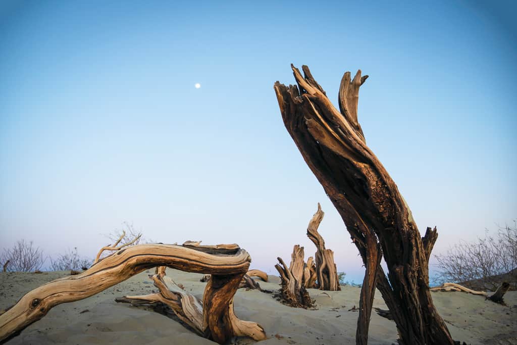 dead branches in californig desert road trip to death valley national park