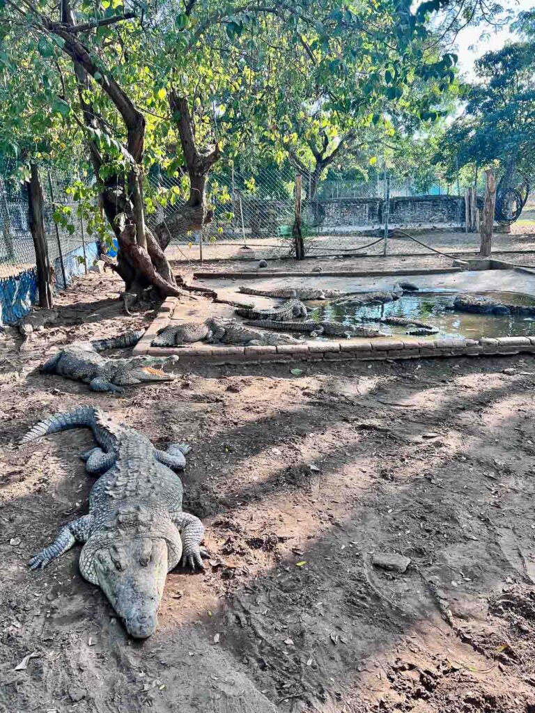  Chacahua Crocodile Sanctuary Zoo