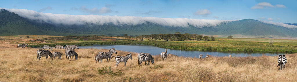 going on a safari, a wild bucket list idea to add to your list