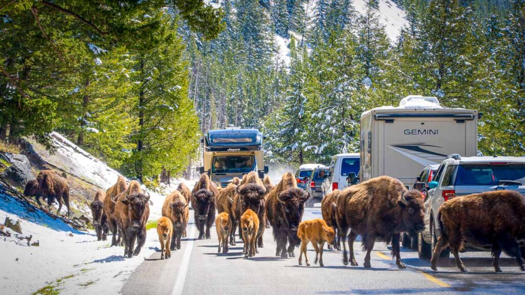 buffalo herd on the road to yellowstone from bozeman