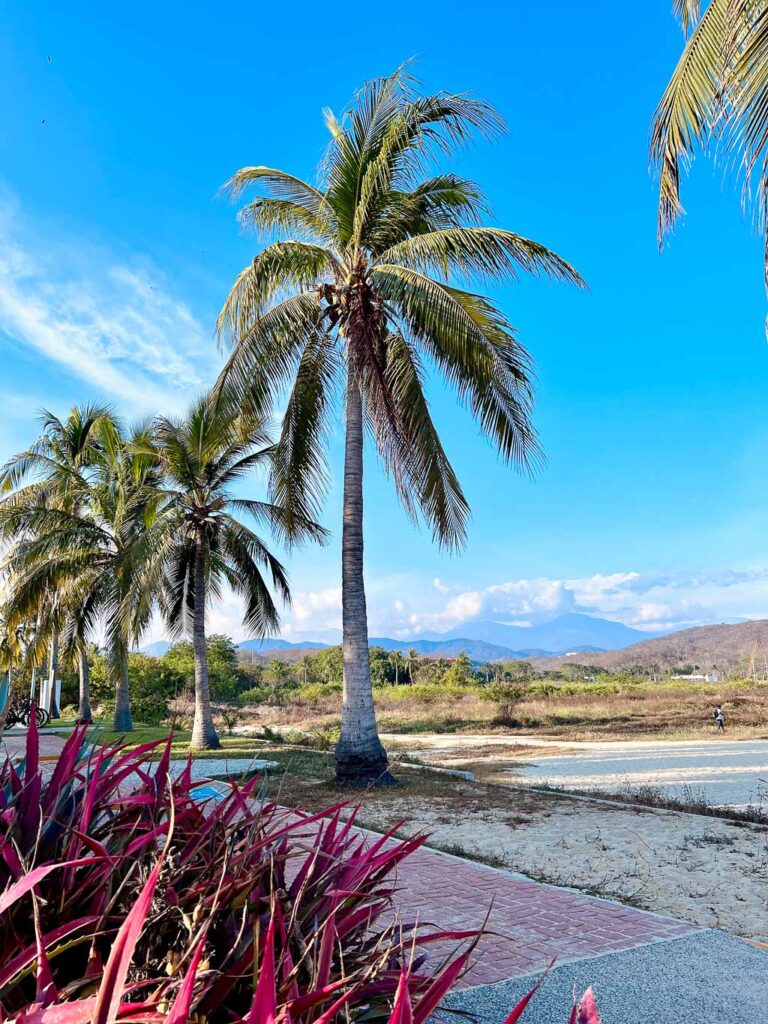 Palm Tree Landscape from Beach