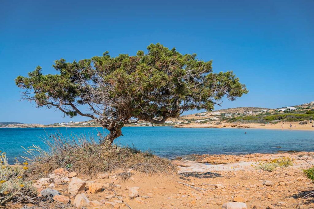 lone tree before finikas beach