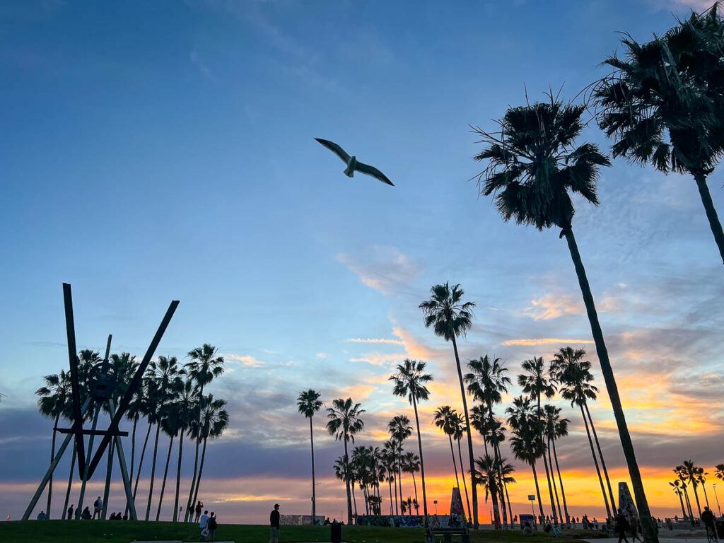 Silhouette of palm trees in Venice