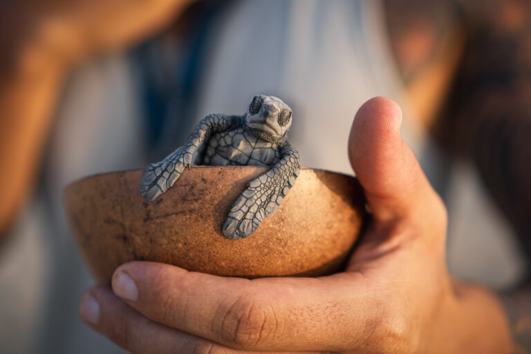 Baby Turtle Release in Puerto Escondido, Oaxaca, Mexico in coconut shell