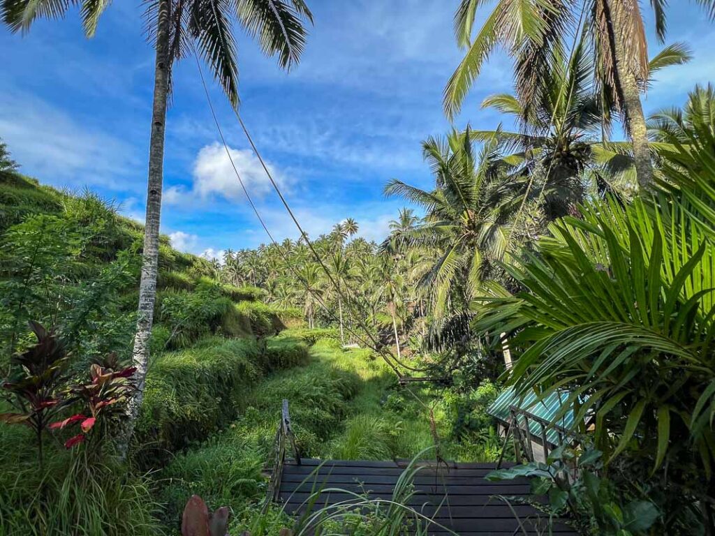 bali swings at the rice terraces