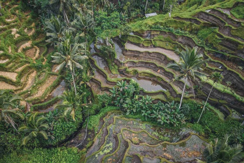 aerial shot of the tegalalang rice fields