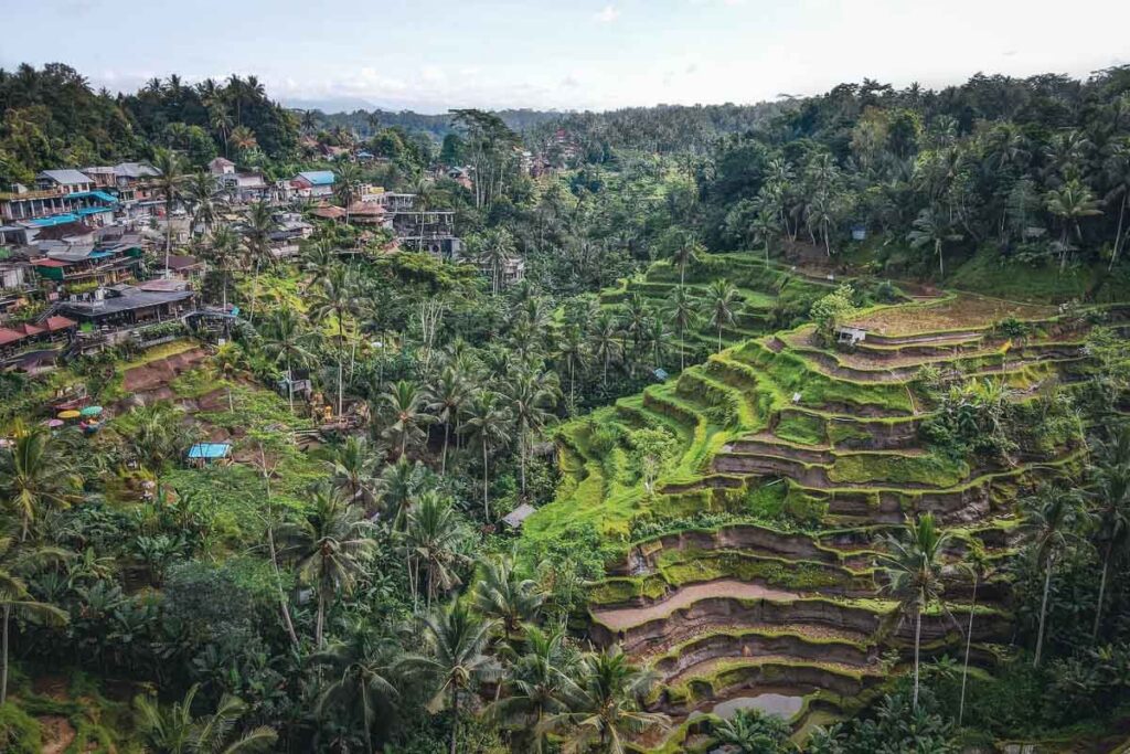 aerial shot of the bali's rice paddies