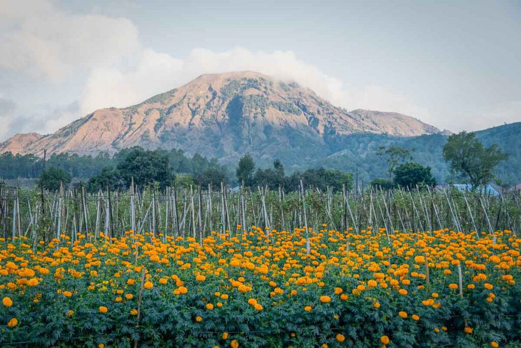 mount batur with marigods in front