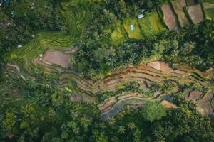 Tagallalang Rice Terrace Fields in an east bali itinerary