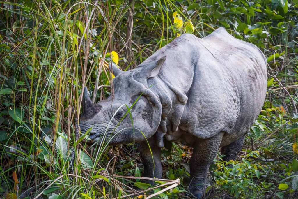 one-horned rhinoceros