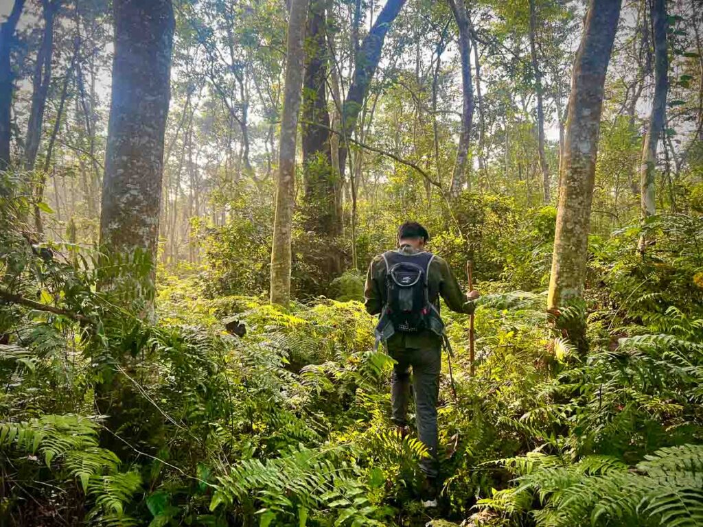 a safari walk, the best tour option in chitwan national park