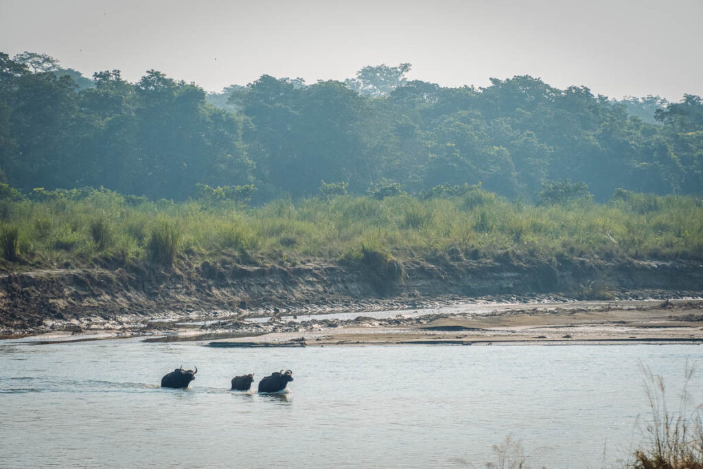 wild cows crossing the river