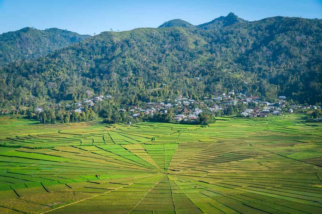 spiderweb rice fields of cancar