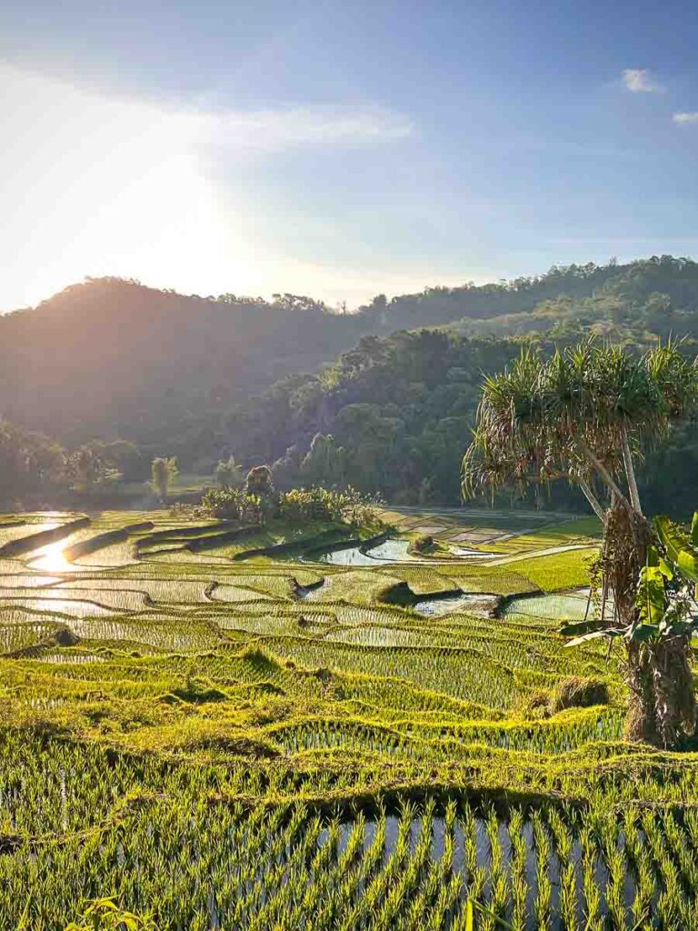 rice fields on the way to moni, flores