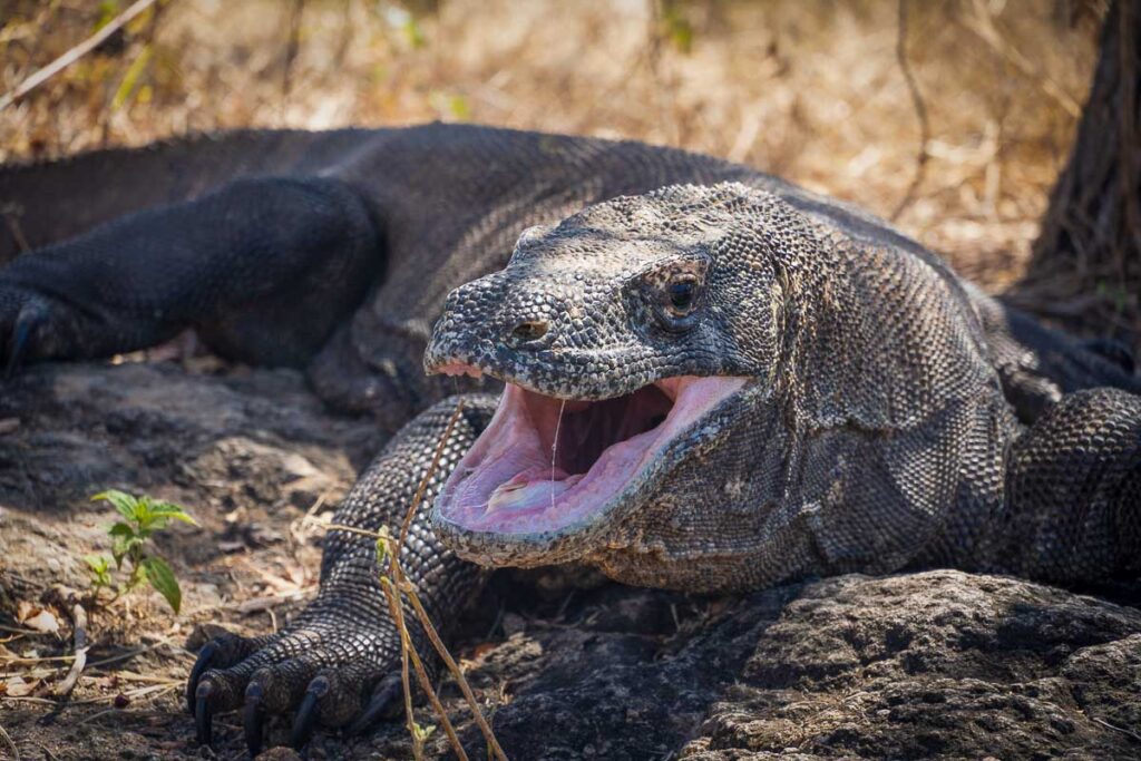 komodo dragon on komodo island national park