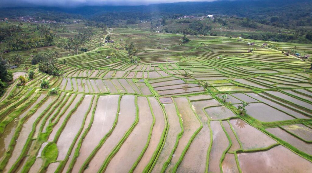 hike for hours in the giant jatuwilah rice terrances