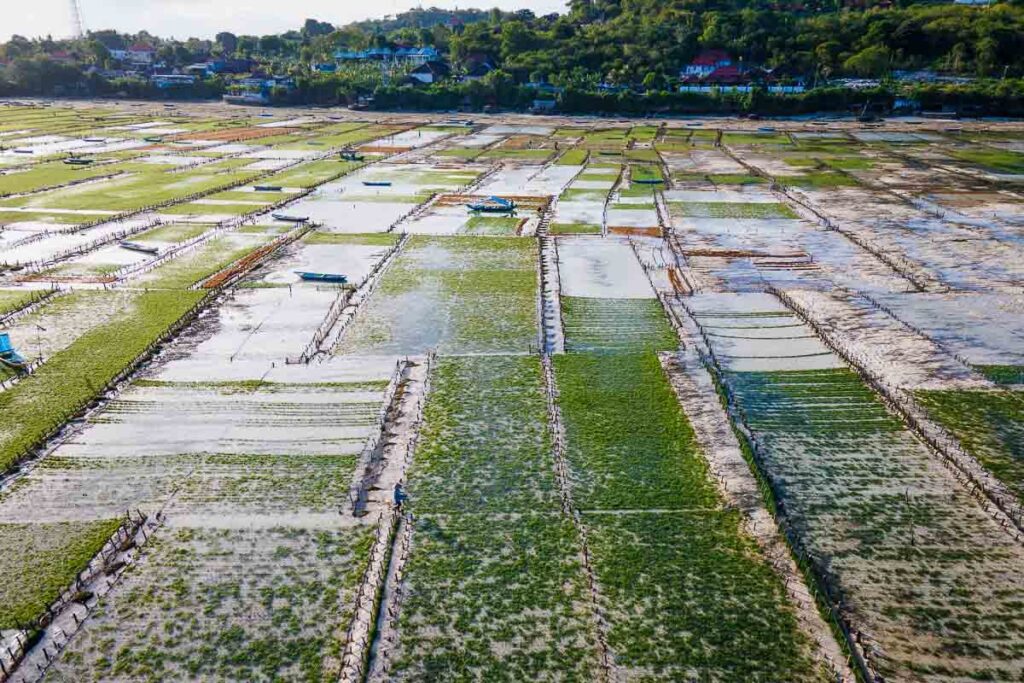 seaweed farmers, one of the most cultural things to see in nusa lembongan and nusa ceningan