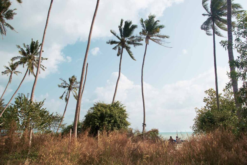 palm trees and beaches of koh phangan one of thailands largest reasons to visit