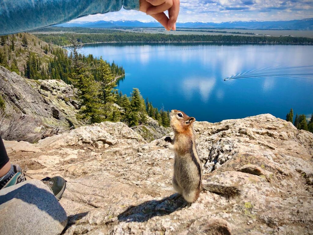 chipmunk at the top of inspiration point overlooking lake jenny in grand teton national park