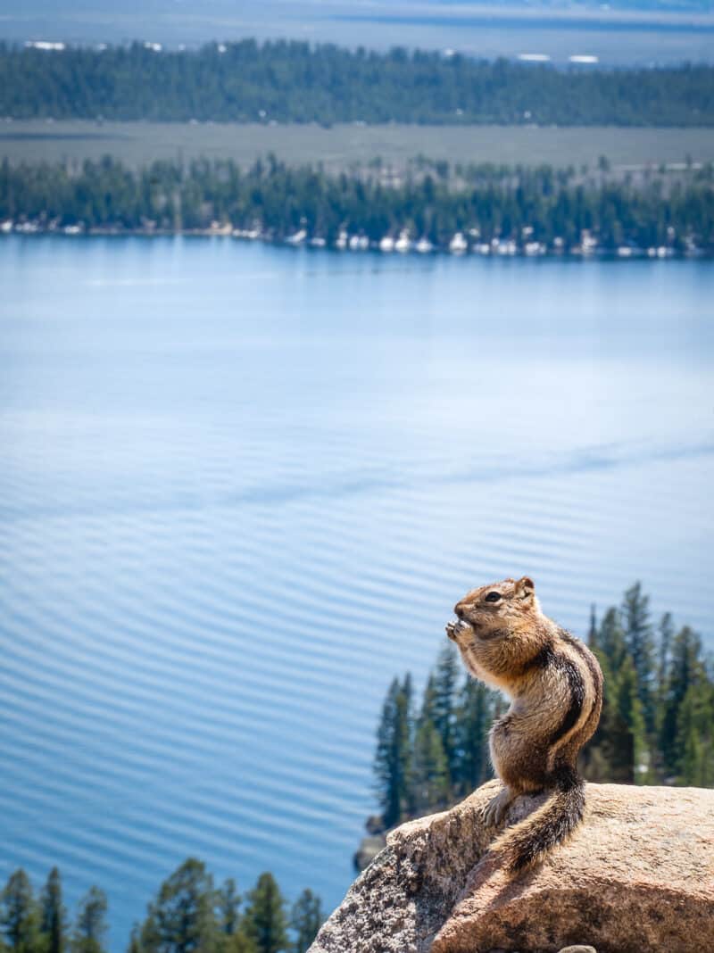 chipmunk at the top of inspiration point overlooking lake jenny in grand teton national park