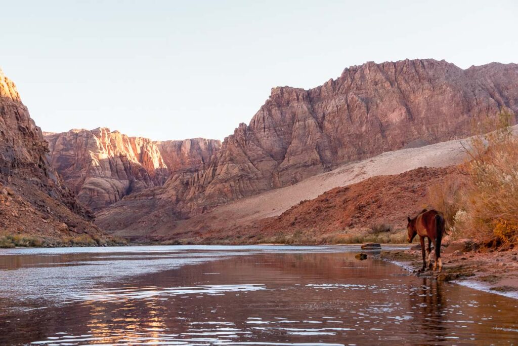 Wild Horse in Horseshoe Bend in Page Arizona