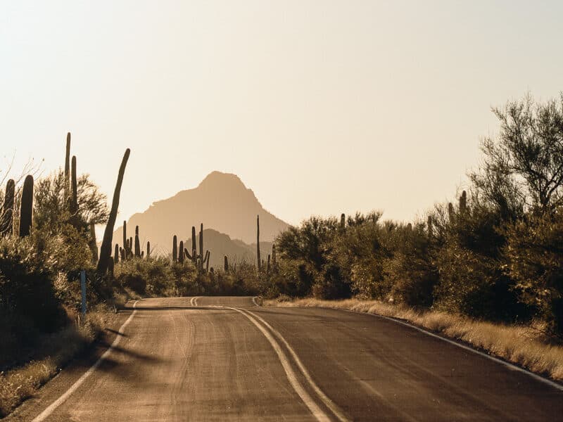 Bajada Look Drive at Sunrise in Saguaro National Park